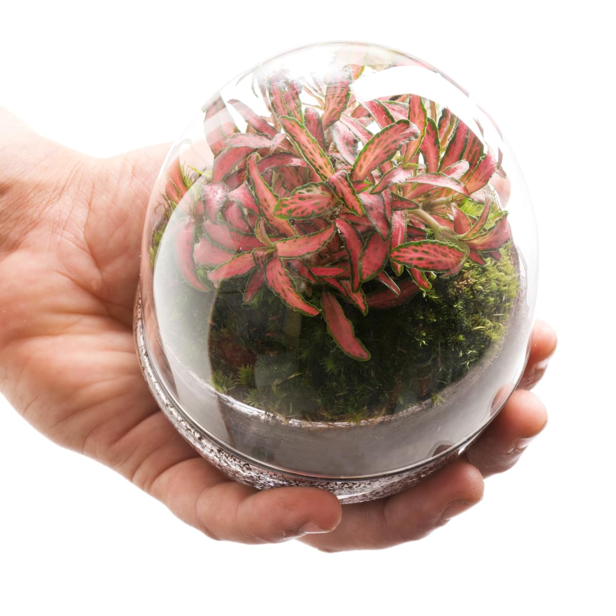 Terrario Plantas Cristal - Micro Cúpula con Fittonia | Jardin Eterno en Cristal o Ecosistema Cerrado | Ideal para Decoración Hogar | Terrarios Autónomos | Pequeño, 12 cm x 12 cm