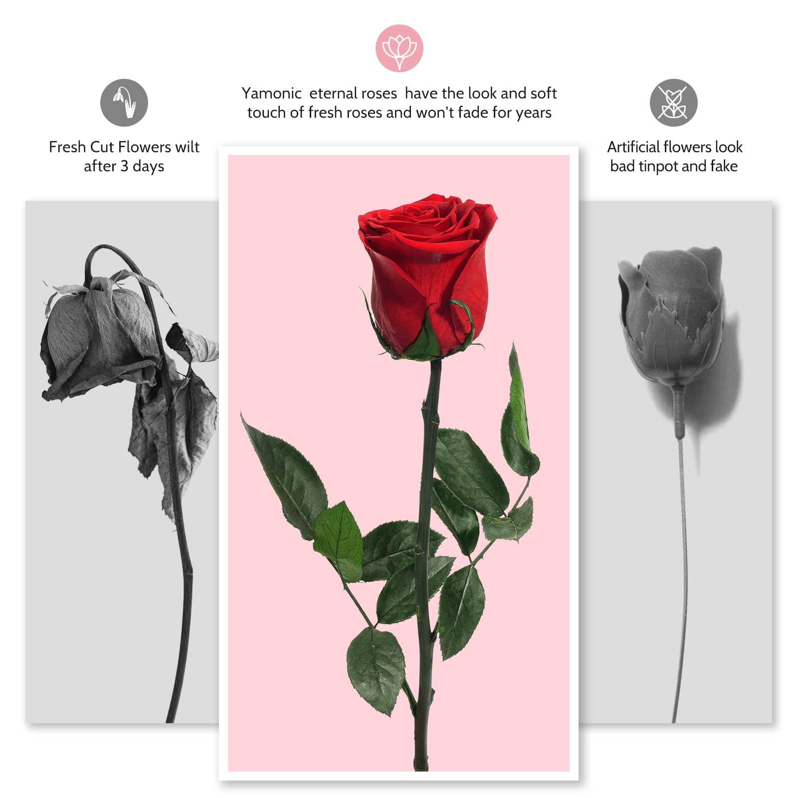 Rosa eterna en caja de regalo – Rosa preservada en varios colores | Regalo romántico para Sant Jordi
