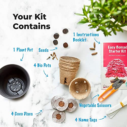 Cultiva tu propio bonsái: cultiva fácilmente 4 tipos de árboles de bonsái con nuestro completo kit de semillas para principiantes, ideal para principiantes, set de regalo, idea de regalo única